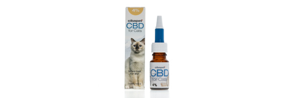 CBD Öl für Katzen