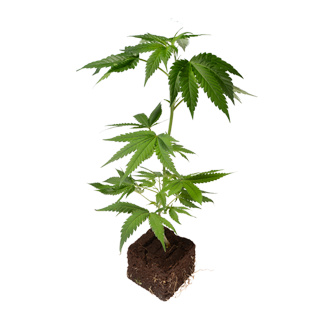 Bild für Kategorie: Hanfstecklinge - Classic Strains