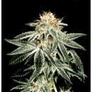 Green House Seeds - White Widow Hanfsamen - 5 Stk...