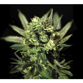 Greenhouse Cheese Seeds 5er