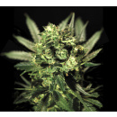 Greenhouse Cheese Seeds 5er