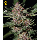 Green House Seeds - Bubba Kush Hanfsamen - 5 Stk feminisiert