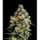 Green House Seeds - Jack Herer Hanfsamen - 5 Stk feminisiert