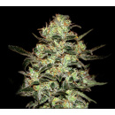 Greenhouse Moby Dick Seeds 5er