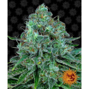 Barneys Farm - Critical Kush Hanfsamen - 3 Stk feminisiert