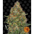 Barneys Farm - Pineapple Express Hanfsamen - 3 Stk...