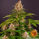 Barneys Farm - Pink Kush Hanfsamen - feminisiert