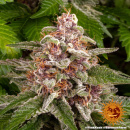 Barneys Farm - Pink Kush Hanfsamen - feminisiert