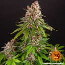 Barneys Farm - Pink Kush Hanfsamen - feminisiert