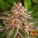 Barneys Farm - Pink Kush Hanfsamen - feminisiert