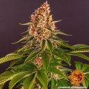 Barneys Farm - Pink Kush Hanfsamen - feminisiert
