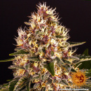 Barneys Farm - Pink Kush Hanfsamen - feminisiert