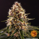 Barneys Farm - Pink Kush Hanfsamen - feminisiert