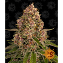 Barneys Farm - Pink Kush Hanfsamen - feminisiert