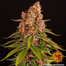 Barneys Farm - Pink Kush Hanfsamen - feminisiert