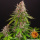 Barneys Farm - Pink Kush Hanfsamen - feminisiert