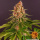 Barneys Farm - Pink Kush Hanfsamen - feminisiert