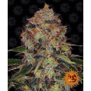 Barneys Farm - Shiskaberry Hanfsamen - 5 Stk feminisiert