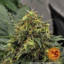 Barneys Farm - Shiskaberry Hanfsamen - 5 Stk feminisiert