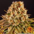 Barneys Farm - Strawberry Lemonade Hanfsamen - feminisiert