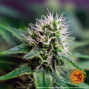 Barneys Farm - Strawberry Lemonade Hanfsamen - 5 Stk...