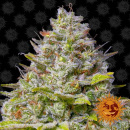 Barneys Farm - Blue Gelato 41 Hanfsamen - 5 Stk feminisiert
