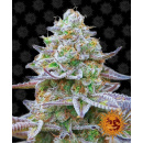Barneys Farm - Gorilla Zkittlez Hanfsamen - 10 Stk...
