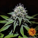 Barneys Farm - Gorilla Zkittlez Hanfsamen - 10 Stk...