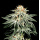 Green House Seeds - White Widow Hanfsamen - feminisiert