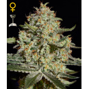 Green House Seeds - Big Bang Hanfsamen - feminisiert