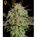 Green House Seeds - AMS Hanfsamen - feminisiert