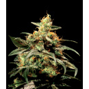 Green House Seeds - Kings Kush Hanfsamen - feminisiert