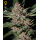 Green House Seeds - Bubba Kush Hanfsamen - feminisiert