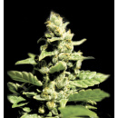 Green House Seeds - Green-O-Matic Hanfsamen -...