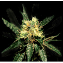 Green House Seeds - Pure Kush Hanfsamen - feminisiert