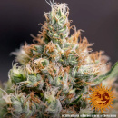 Barneys Farm - Critical Kush Hanfsamen - feminisiert