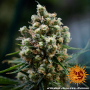 Barneys Farm - Critical Kush Hanfsamen - feminisiert