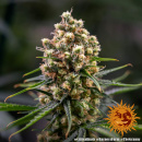 Barneys Farm - Critical Kush Hanfsamen - feminisiert