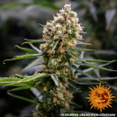 Barneys Farm - Critical Kush Hanfsamen - feminisiert