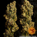 Barneys Farm - Critical Kush Hanfsamen - feminisiert