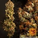 Barneys Farm - Critical Kush Hanfsamen - feminisiert