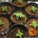 Barneys Farm - Critical Kush Hanfsamen - feminisiert