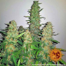 Barneys Farm - Critical Kush Hanfsamen - feminisiert