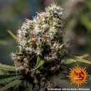 Barneys Farm - Critical Kush Hanfsamen - feminisiert