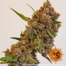 Barneys Farm - Critical Kush Hanfsamen - feminisiert