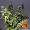 Barneys Farm - Critical Kush Hanfsamen - feminisiert