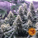 Barneys Farm - Critical Kush Hanfsamen - feminisiert
