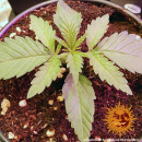 Barneys Farm - Critical Kush Hanfsamen - feminisiert