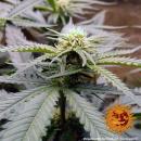 Barneys Farm - Critical Kush Hanfsamen - feminisiert