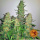 Barneys Farm - Critical Kush Hanfsamen - feminisiert